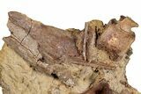 Dinosaur Tendons and Bones in Sandstone - Wyoming #284361-3